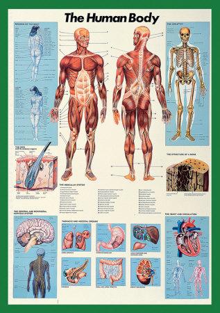 Tělo a orgány