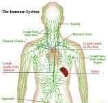 TĚŽKÉ KOVY A CHRONICKÁ ONEMOCNĚNÍ I.