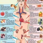 OVOCE A ZELENINA -ORGÁNY