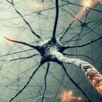 Microscopic-Cells-33_www.FullHDWpp.com_